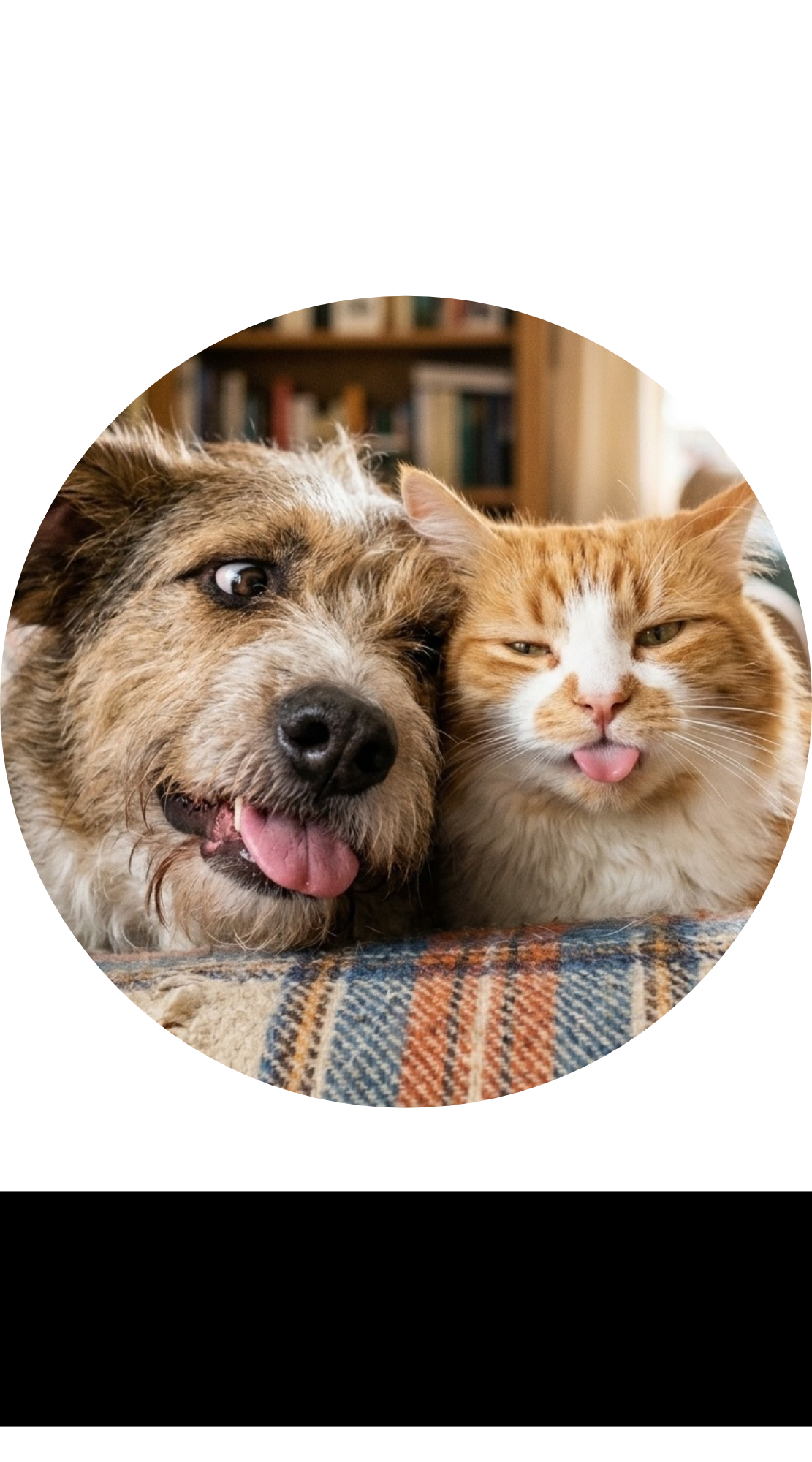 PET Supplies